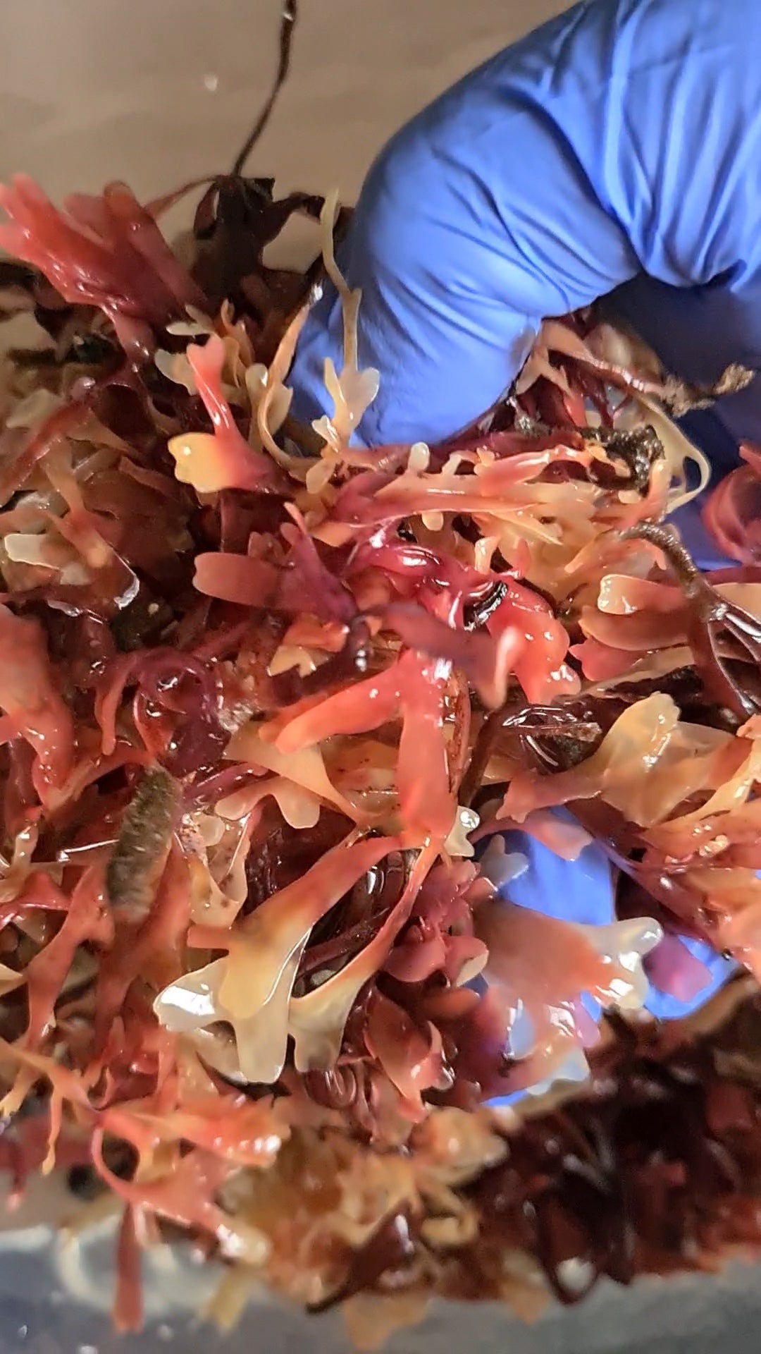 What is Irish Sea Moss?