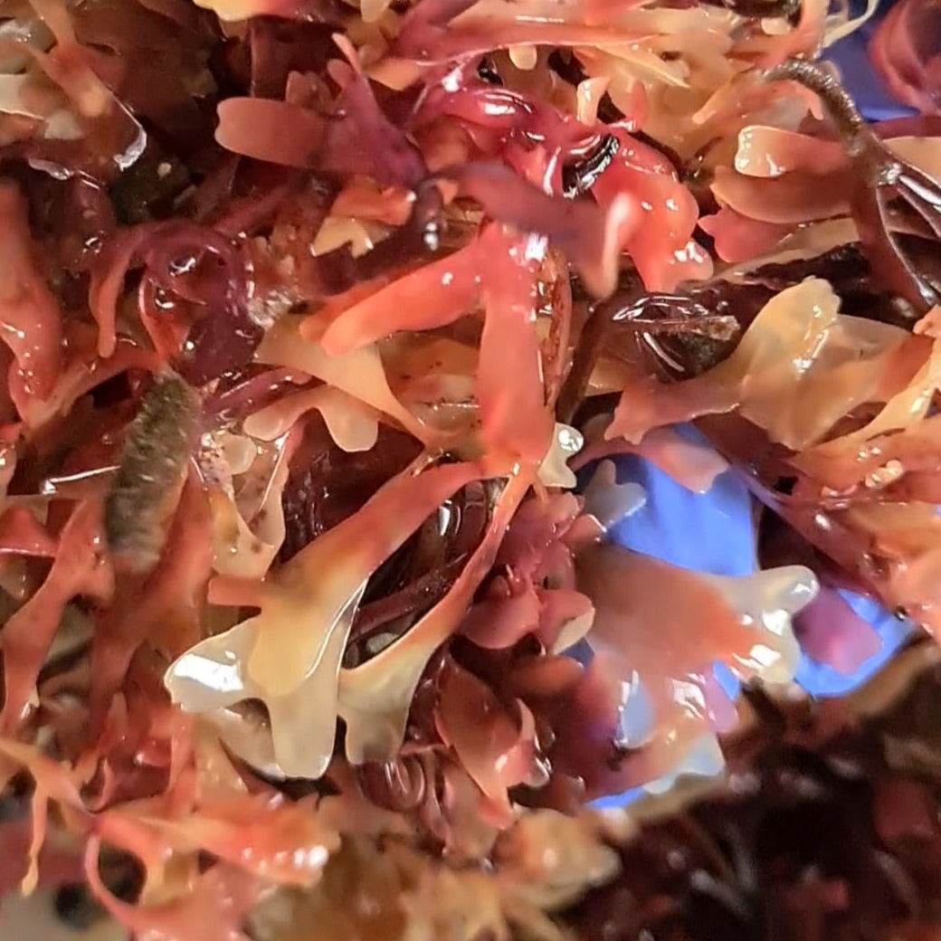 Irish Sea Moss - Dry